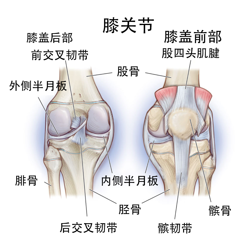 膝关节内收外展图解图片