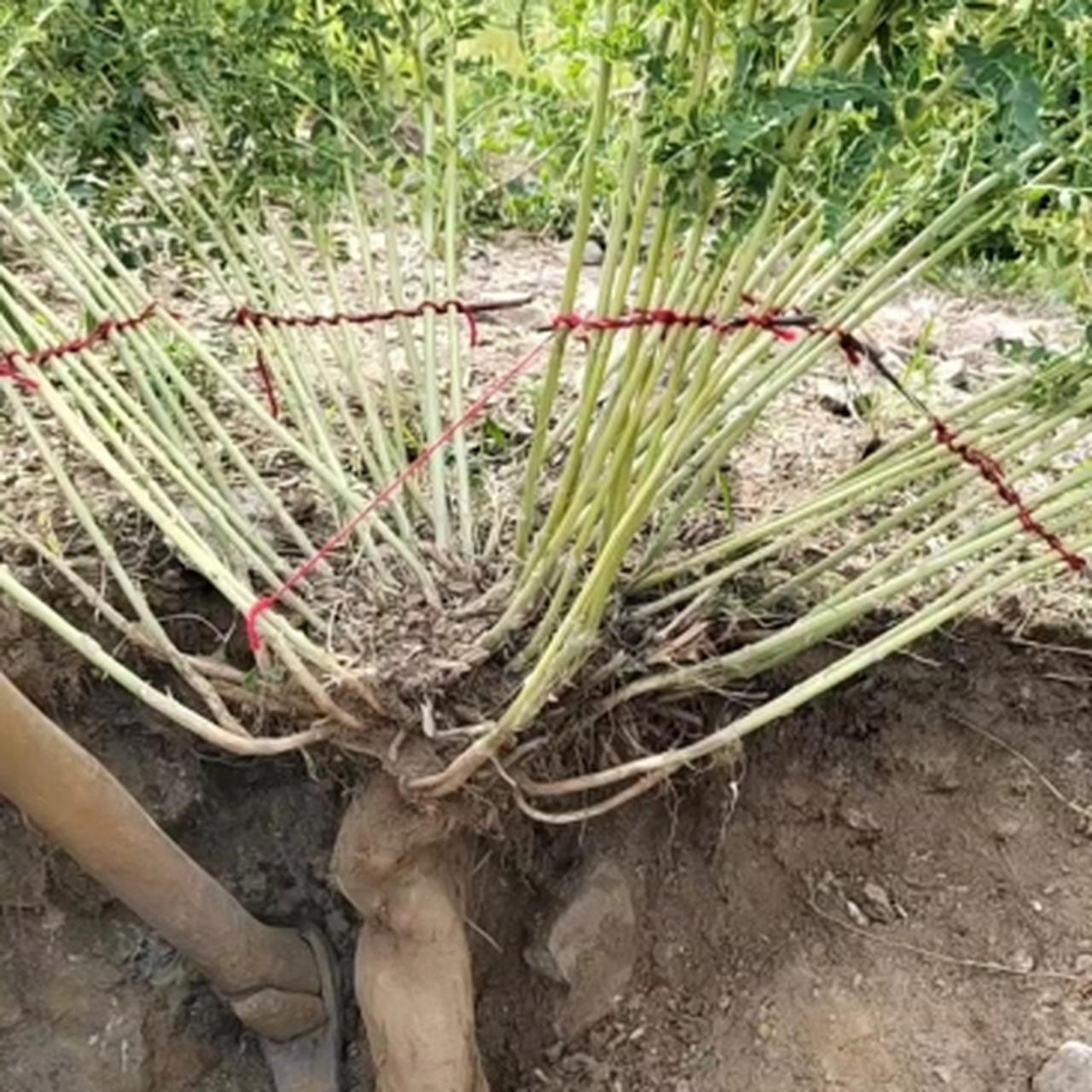 我二伯说,这棵野生黄芪看起来岁数不小,得有五六十年了吧?