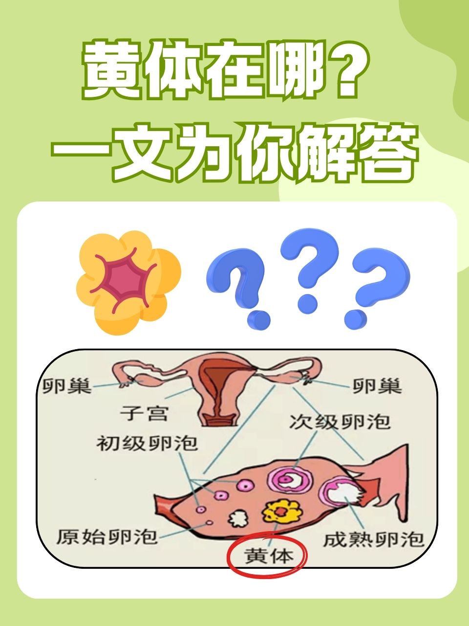卵子从卵巢排出_卵泡排出后在体内多久有受孕能力