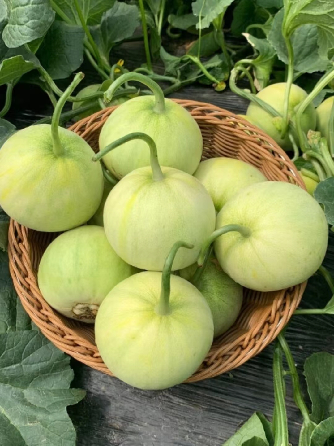 香瓜是夏天的时令水果,水分充足,味道甜美,有的妹子在夏天就以吃