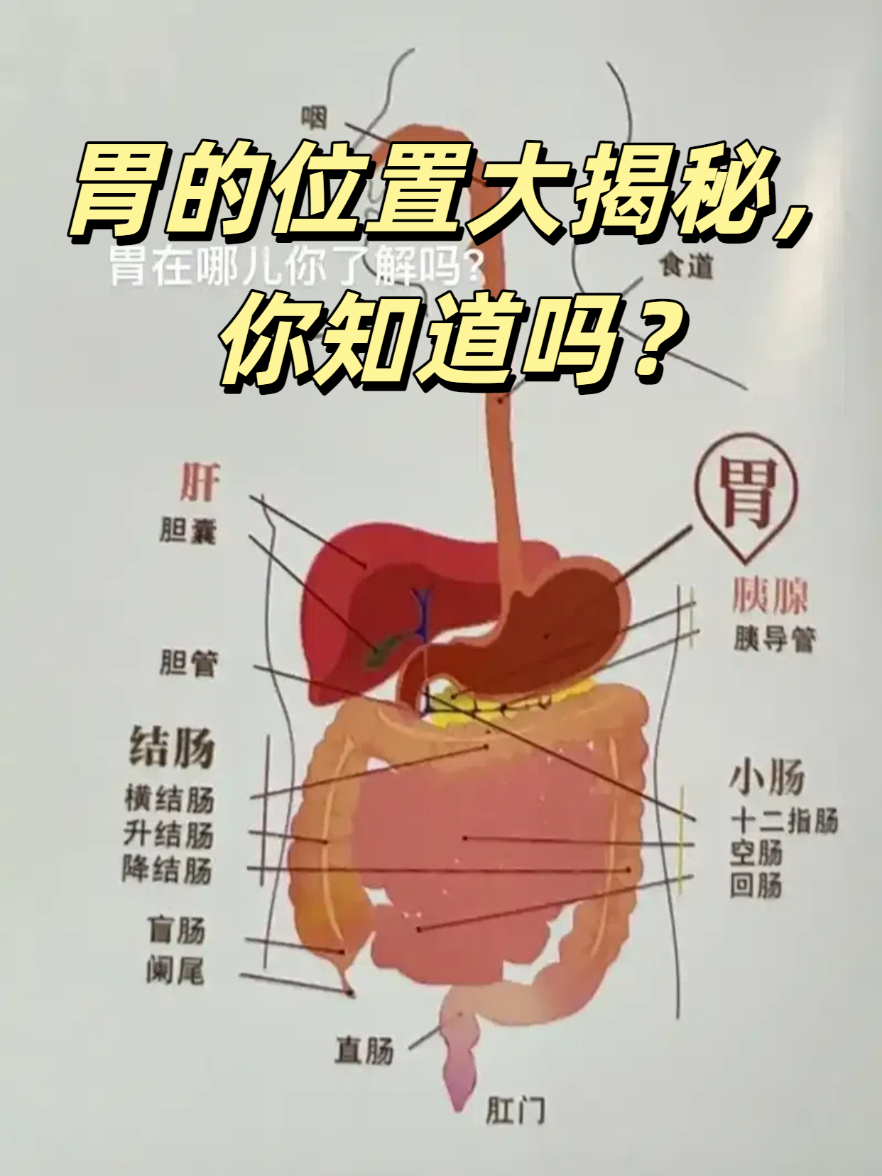 胃在人体的左上腹部,大部分位于左季肋区,小部分处于腹上区