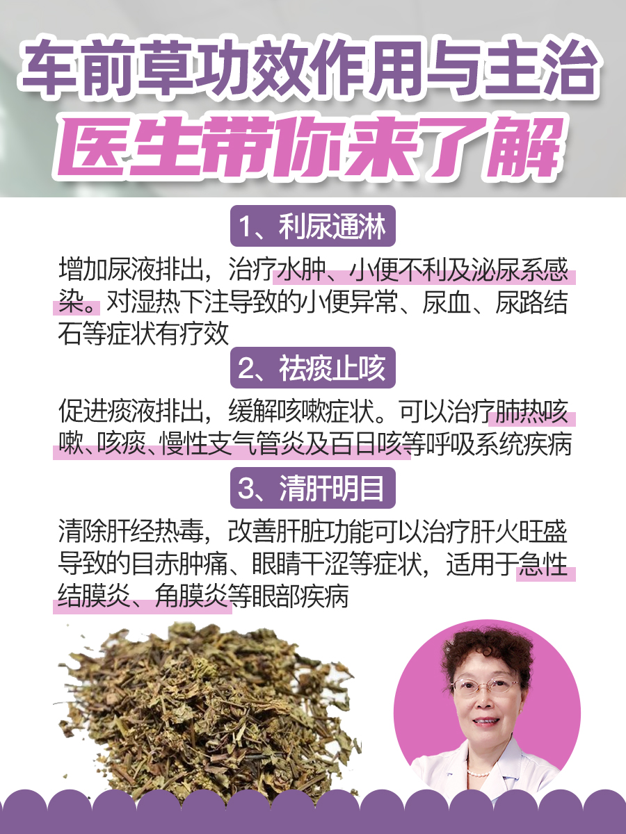 车前草的用途和功效图片