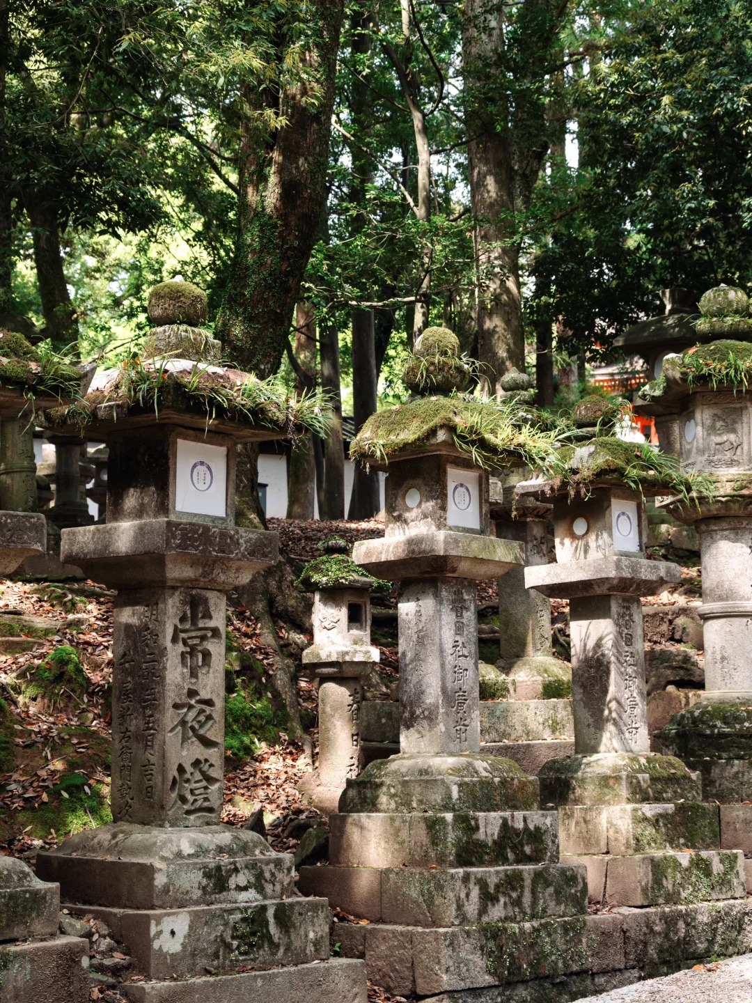 一场与神鹿共舞的千年之约 day1