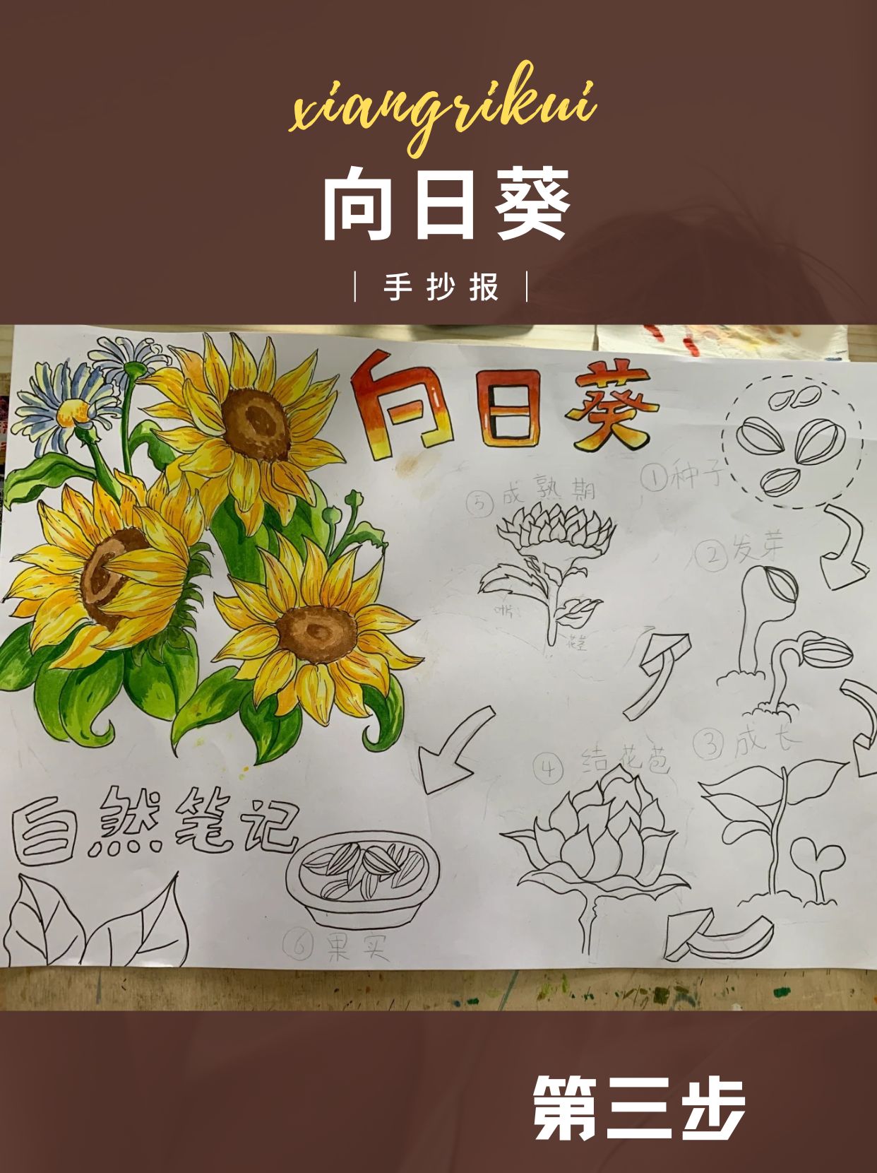 【向日葵】手抄报模板分享 【向日葵】——我的自然观察日记   内容