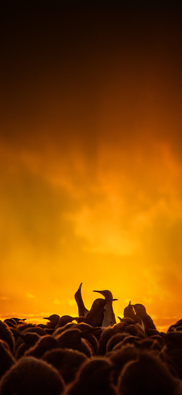 锤子手机smartisan os内置原生壁纸分享一波