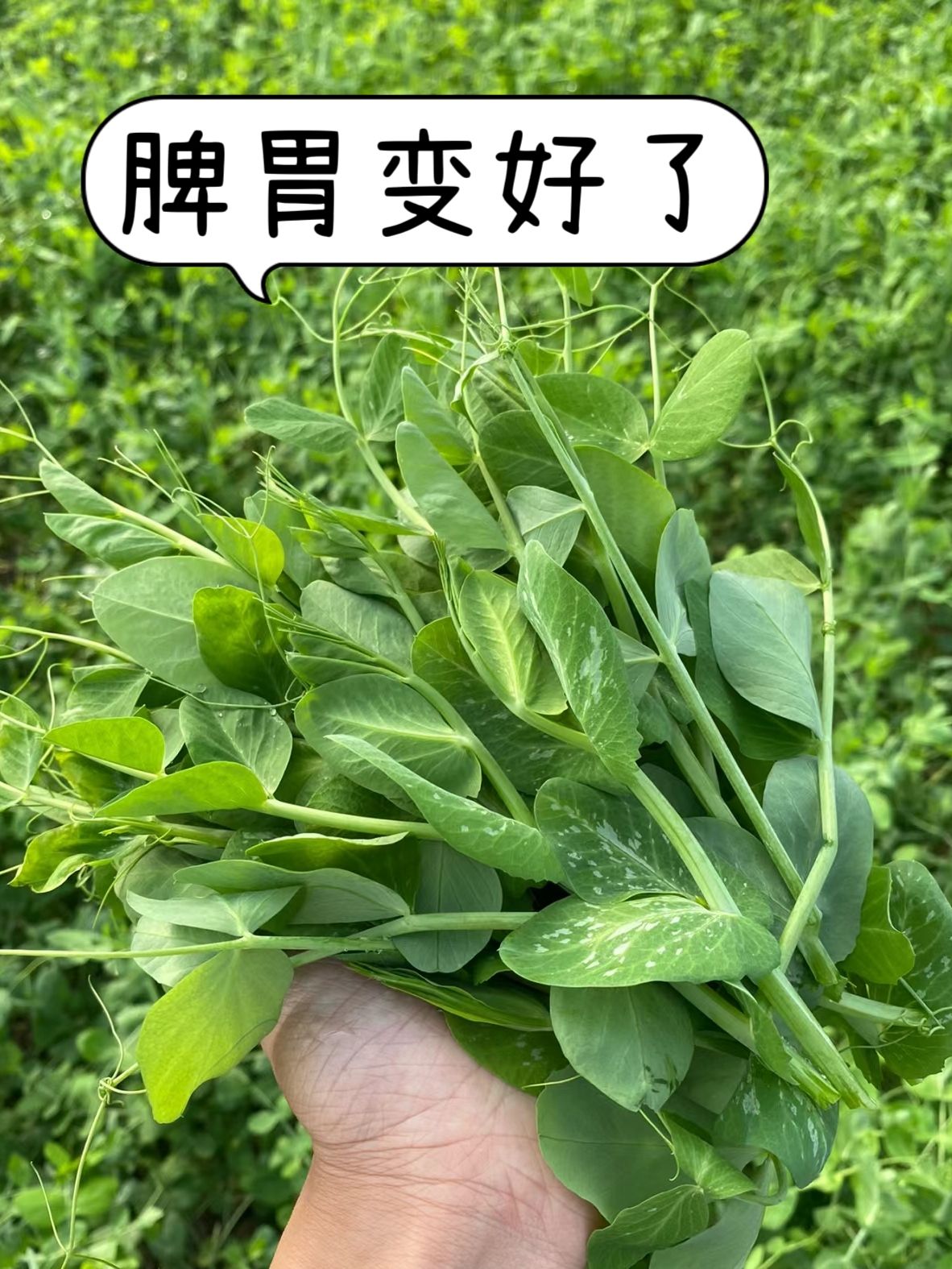 板凳腿野菜学名