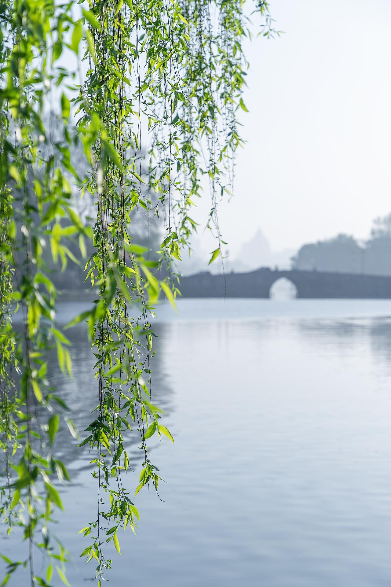 苏堤春晓景色介绍图片