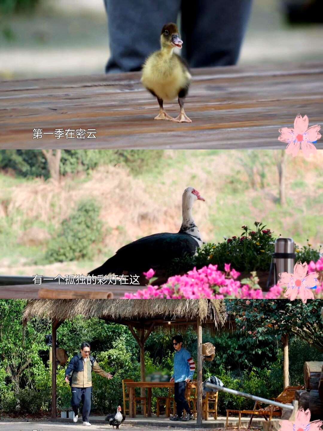 张子枫听了先是一愣脱口问道彩灯走了?它是不是到了生命的尽头?