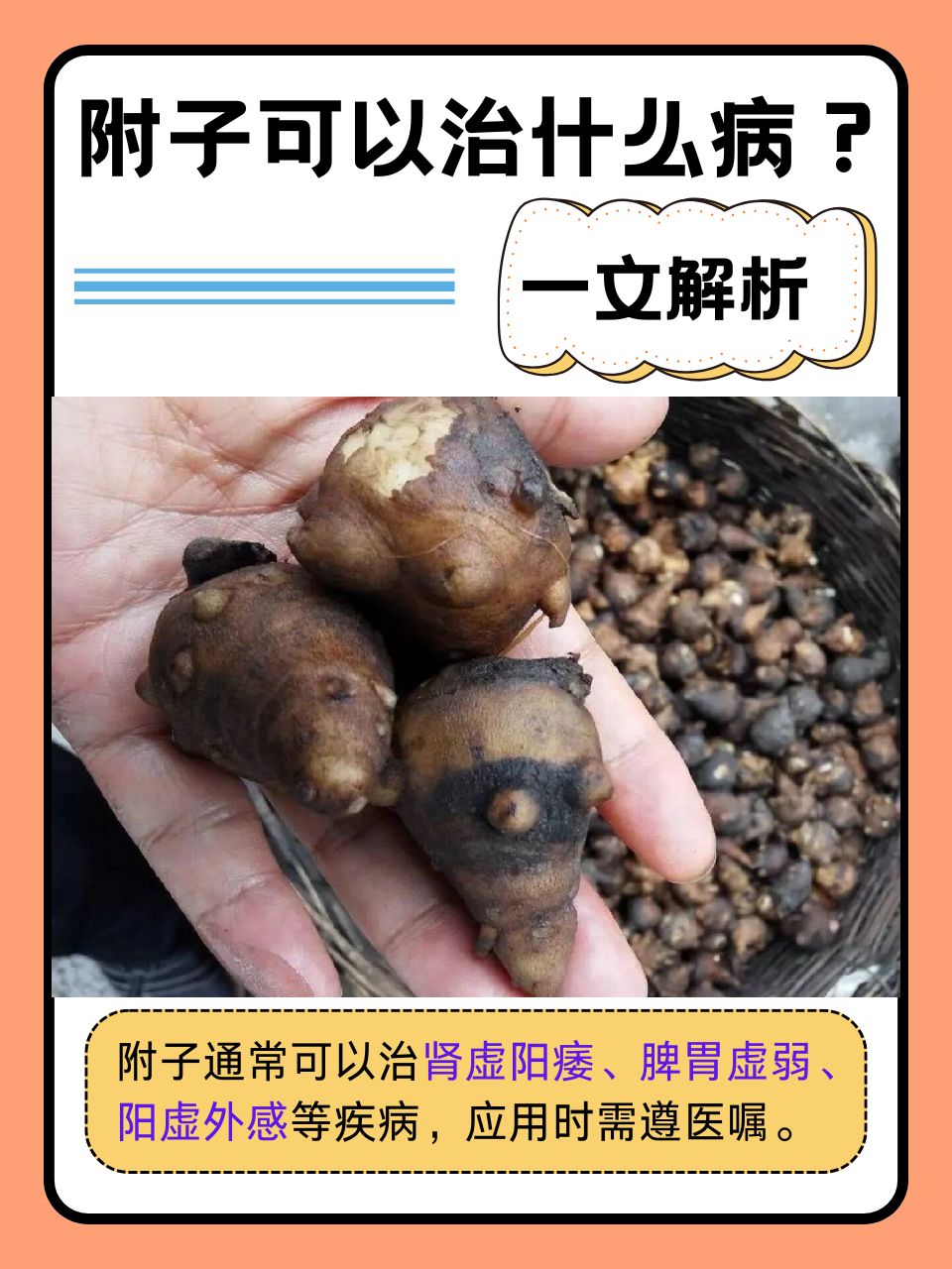 一文解析  附子在中医的药材宝库中是一种常见的药