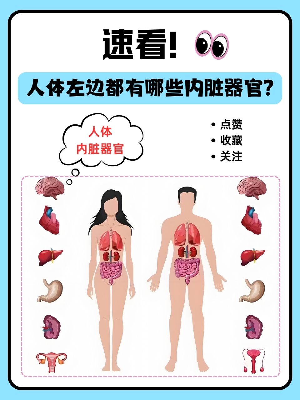 速看!人体左边都有哪些内脏器官?