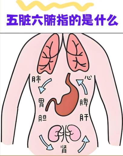五脏中,心在胸腔中部偏左,肝在右上腹,脾在左上腹,肺在胸腔,肾在腰部