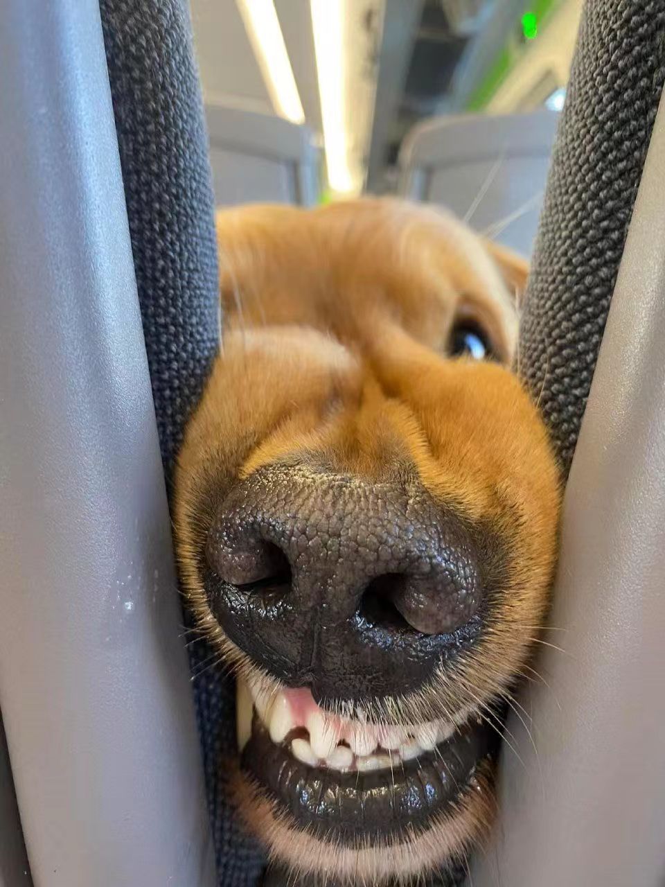 这不就有一只大黄在像我龇牙咧嘴的吗?