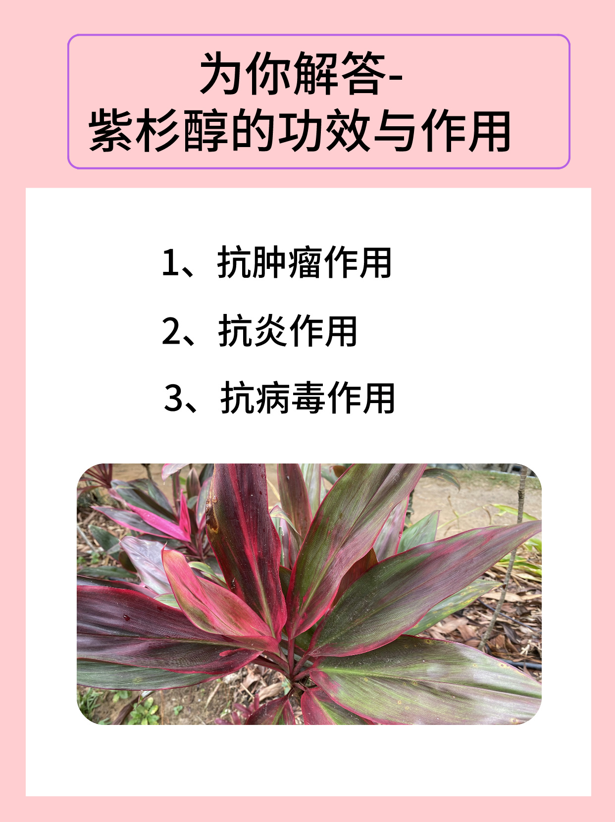 紫杉醇的功效与作用 紫杉醇是一种来源于云杉的天然药物成分,具有多种