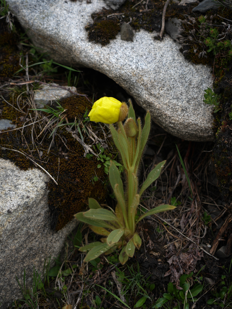 高原碎石坡上的精灵——全缘叶绿绒蒿.