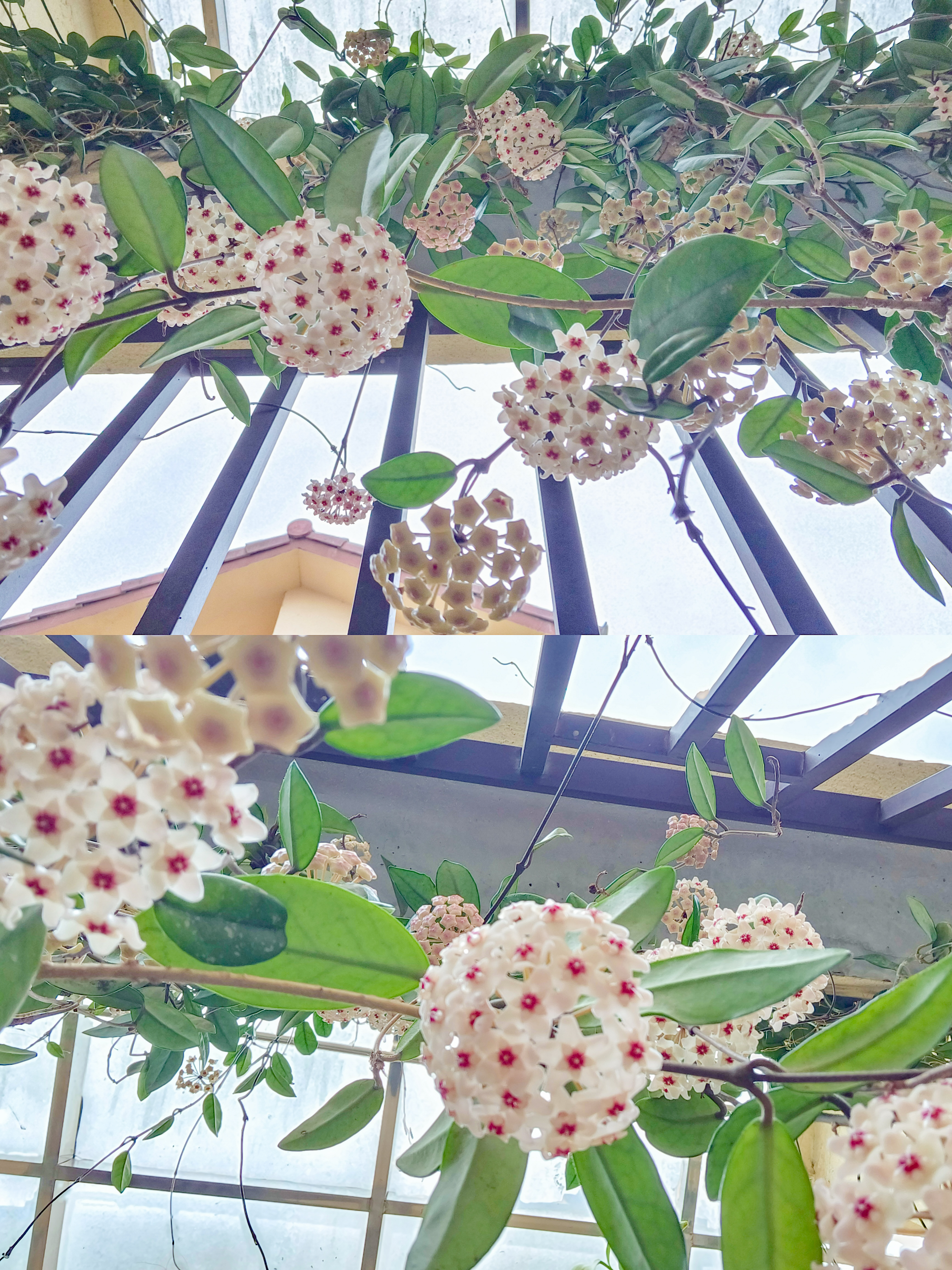 图片是我们的小伙伴h养了2年的球兰,而且是今年开的第二波花!