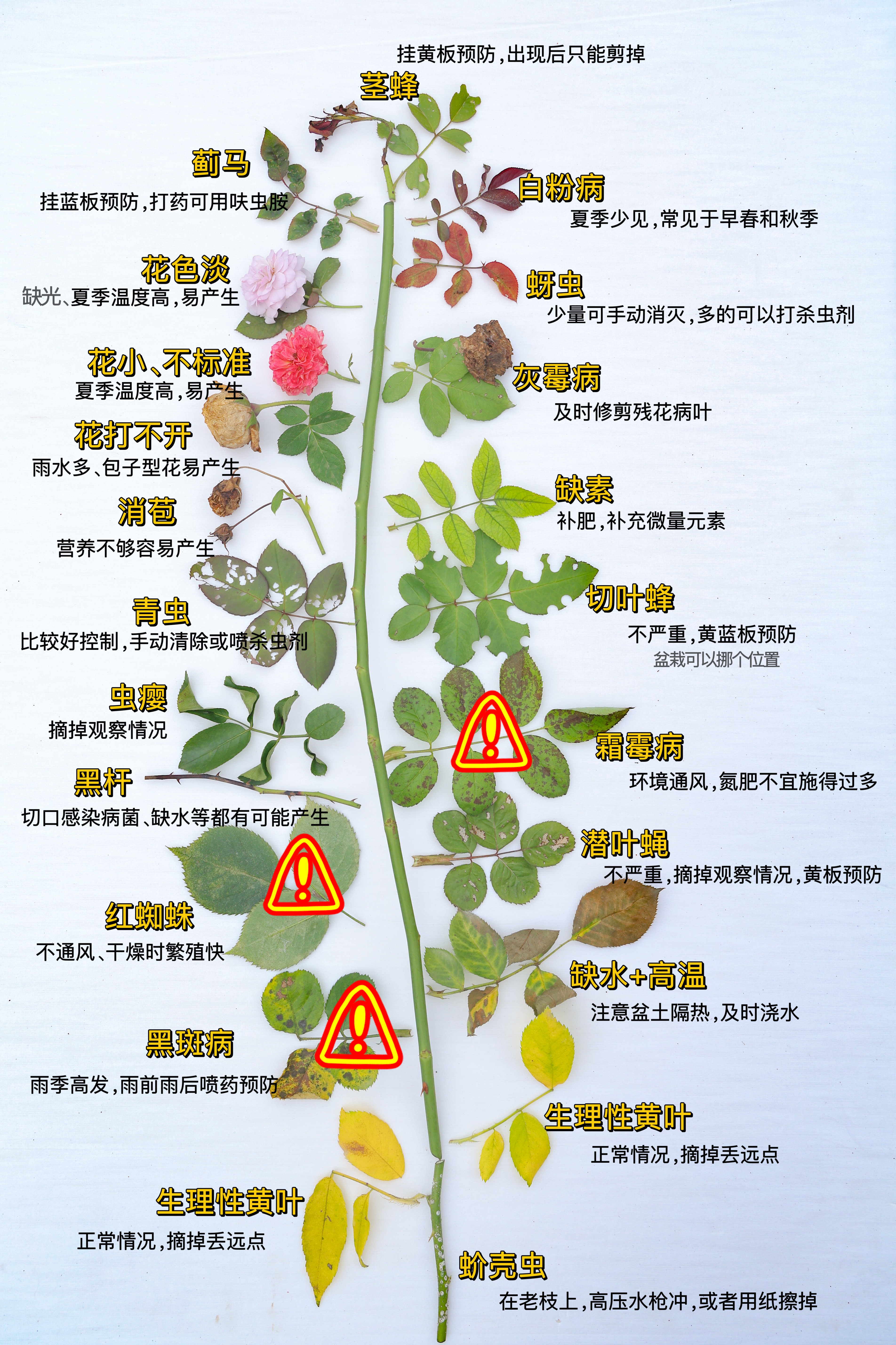 植物病害四要素图片