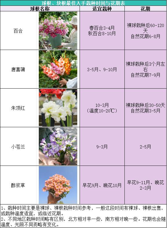 37种球根栽种时间表,一键收藏不错过花开
