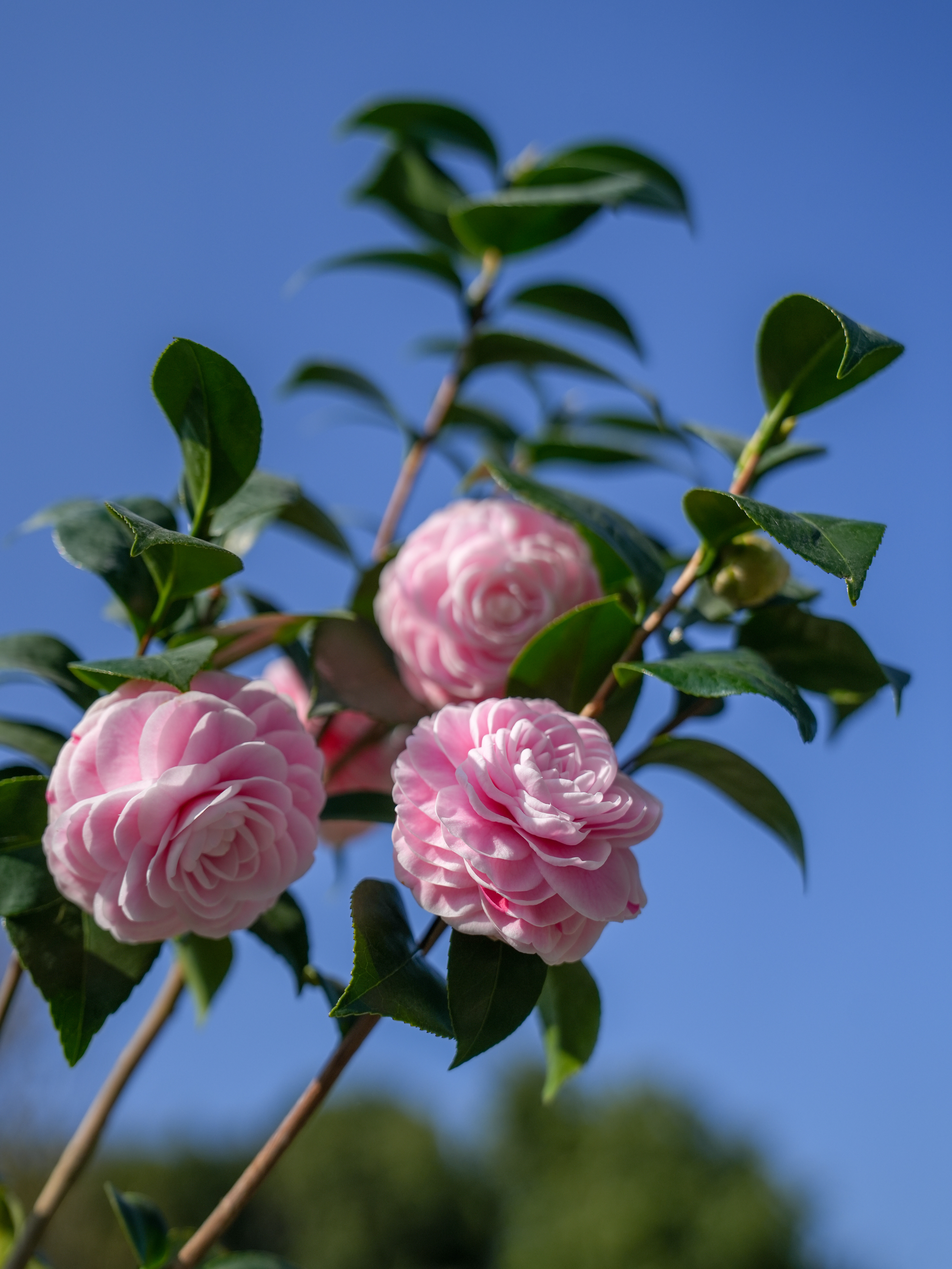 茶花十八学士图片欣赏图片