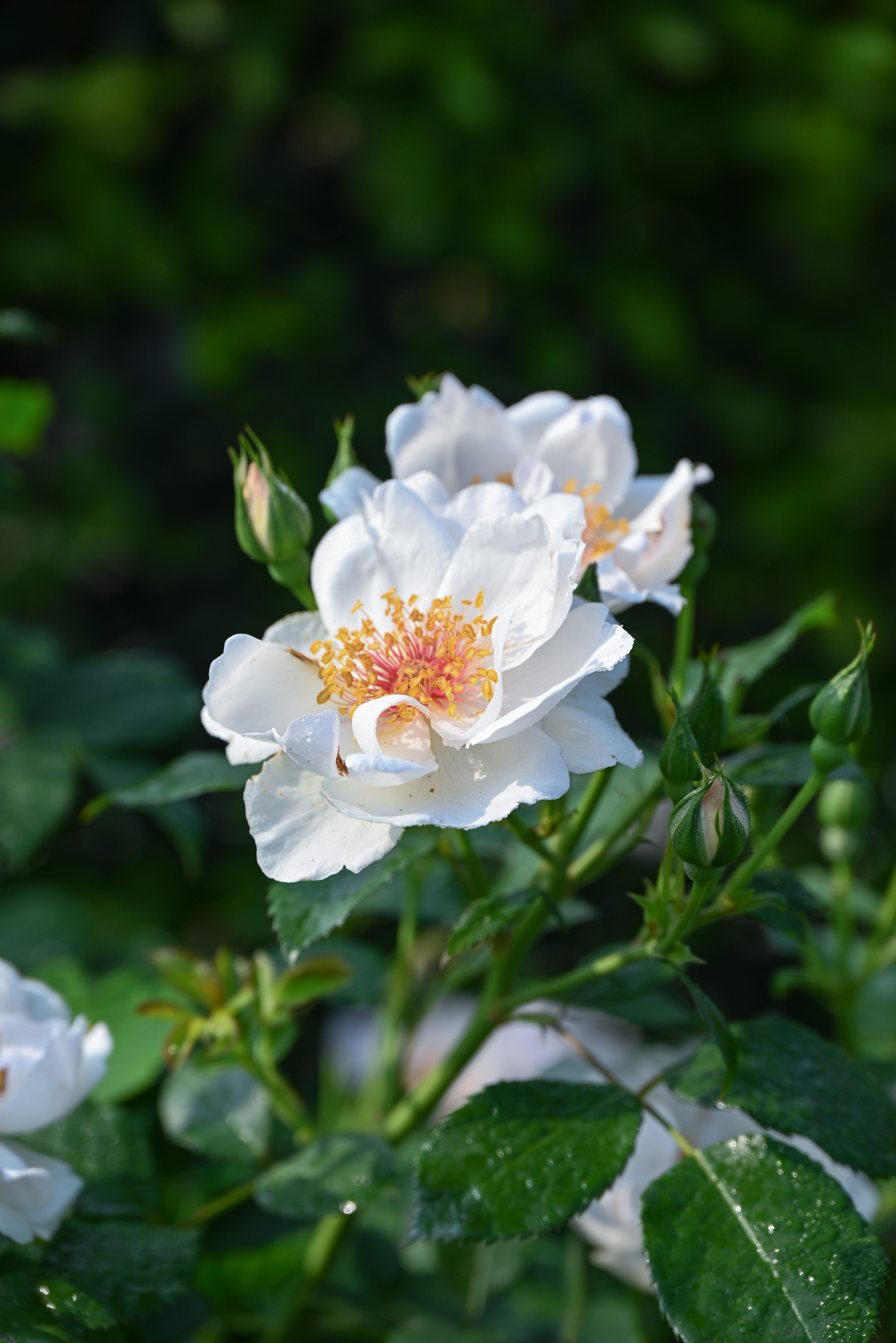 藤冰山花语图片