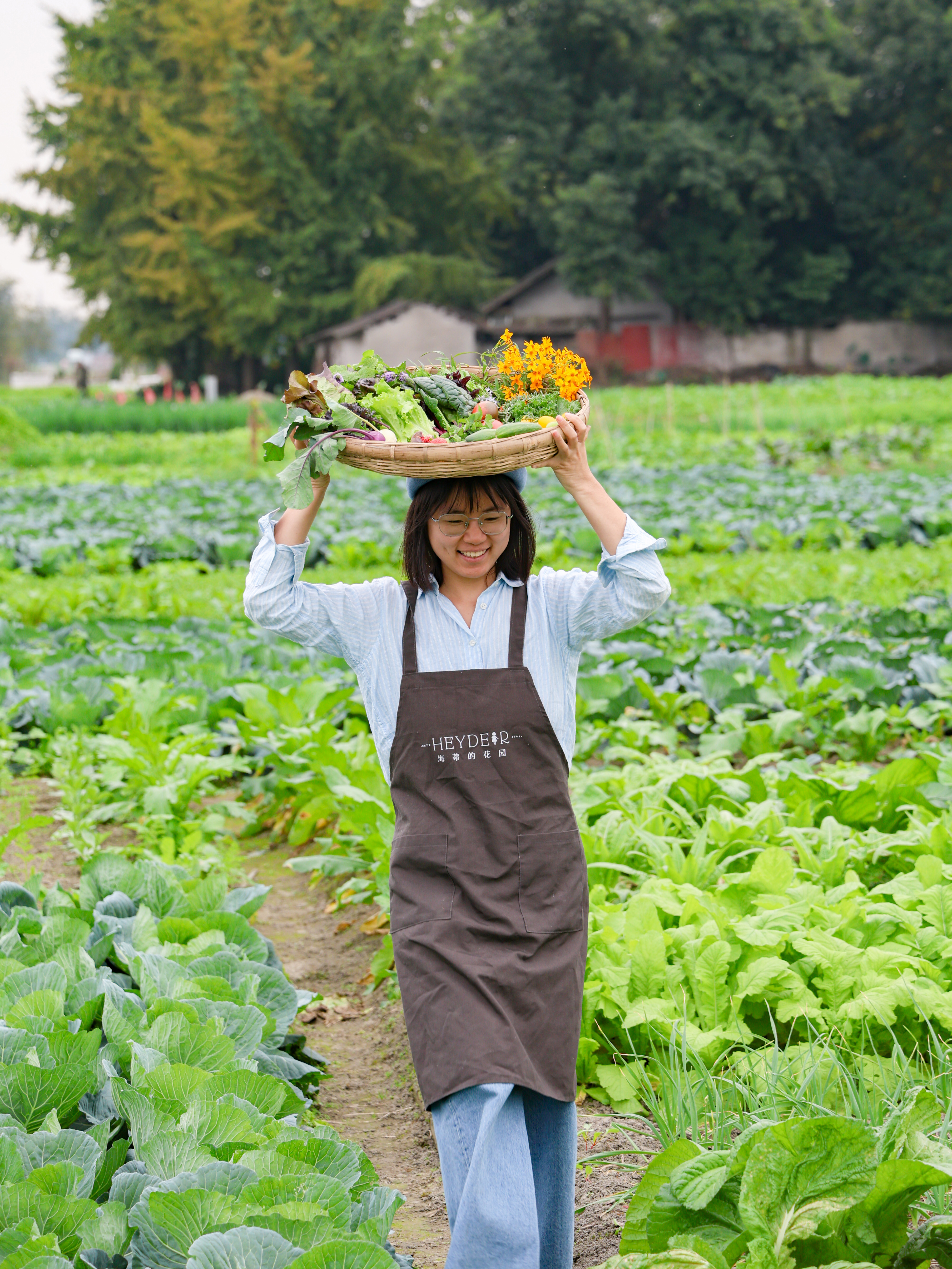 从夏天一直不断地结果, 一个多月前种下的生菜,甜菜,开始进入丰收
