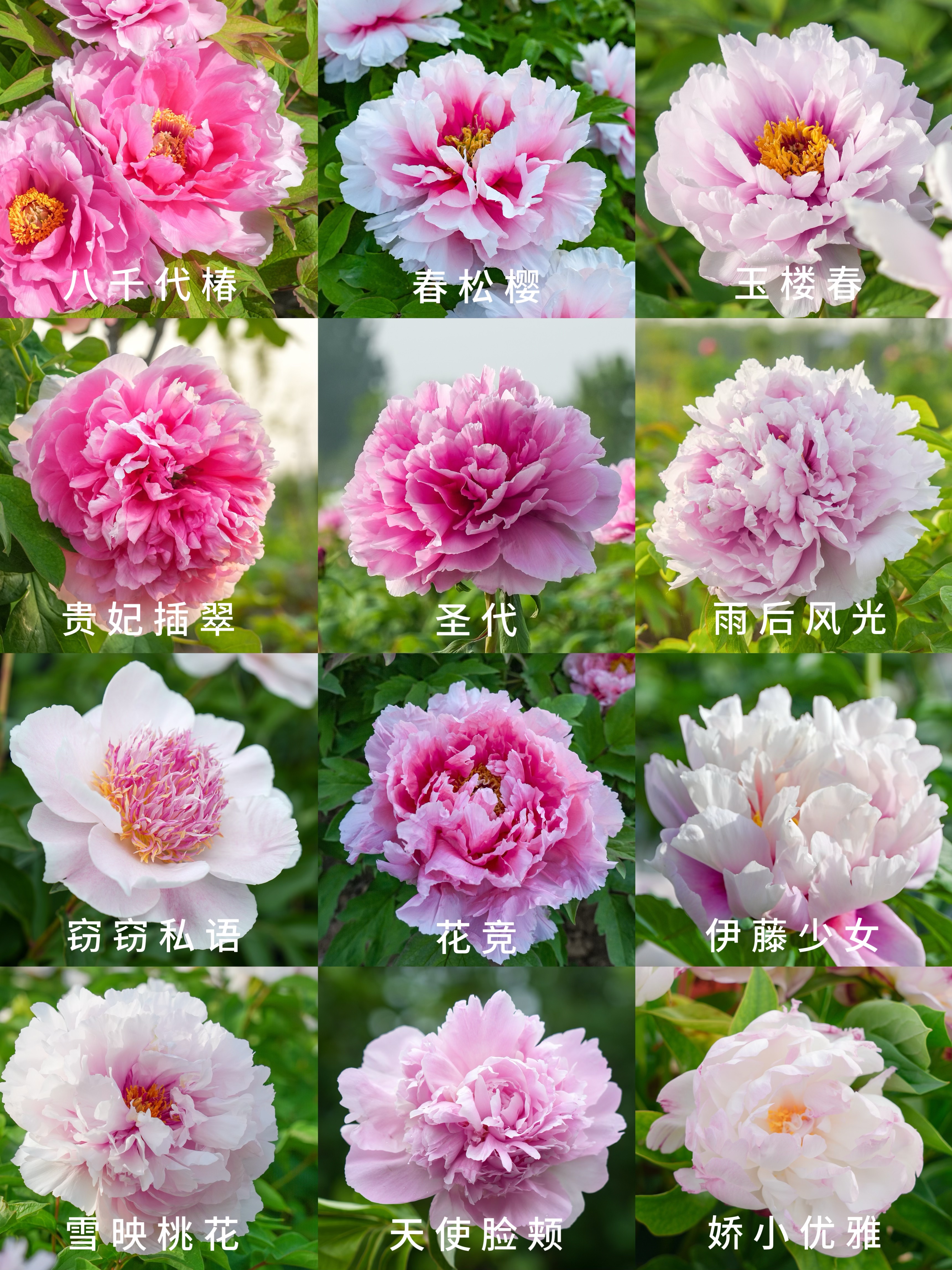 牡丹为什么必须和芍药共栽百科在线 牡丹为什么必须和芍药共栽百科在线