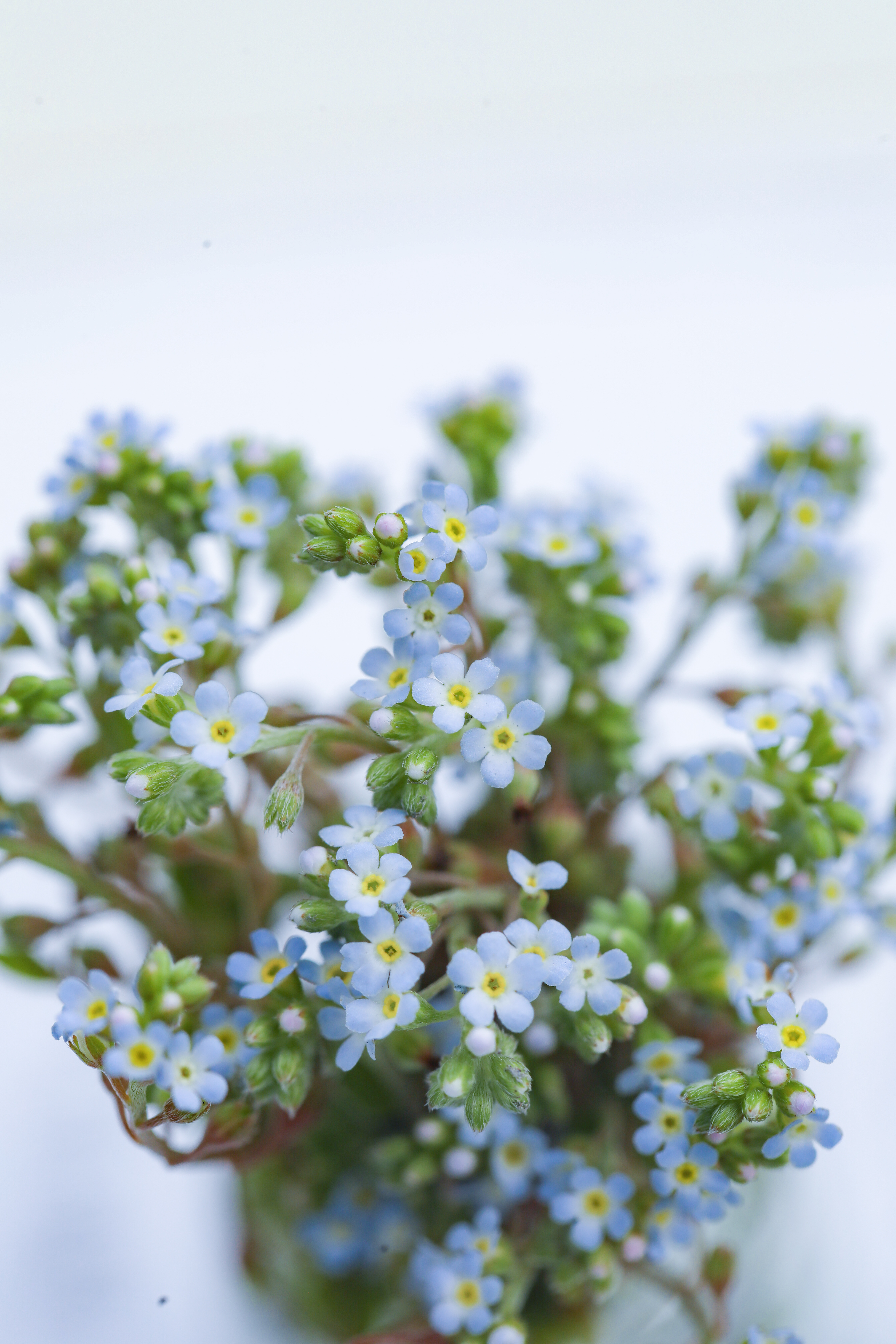 路边随处可见的"勿忘我" 其实是绿化带的小野花