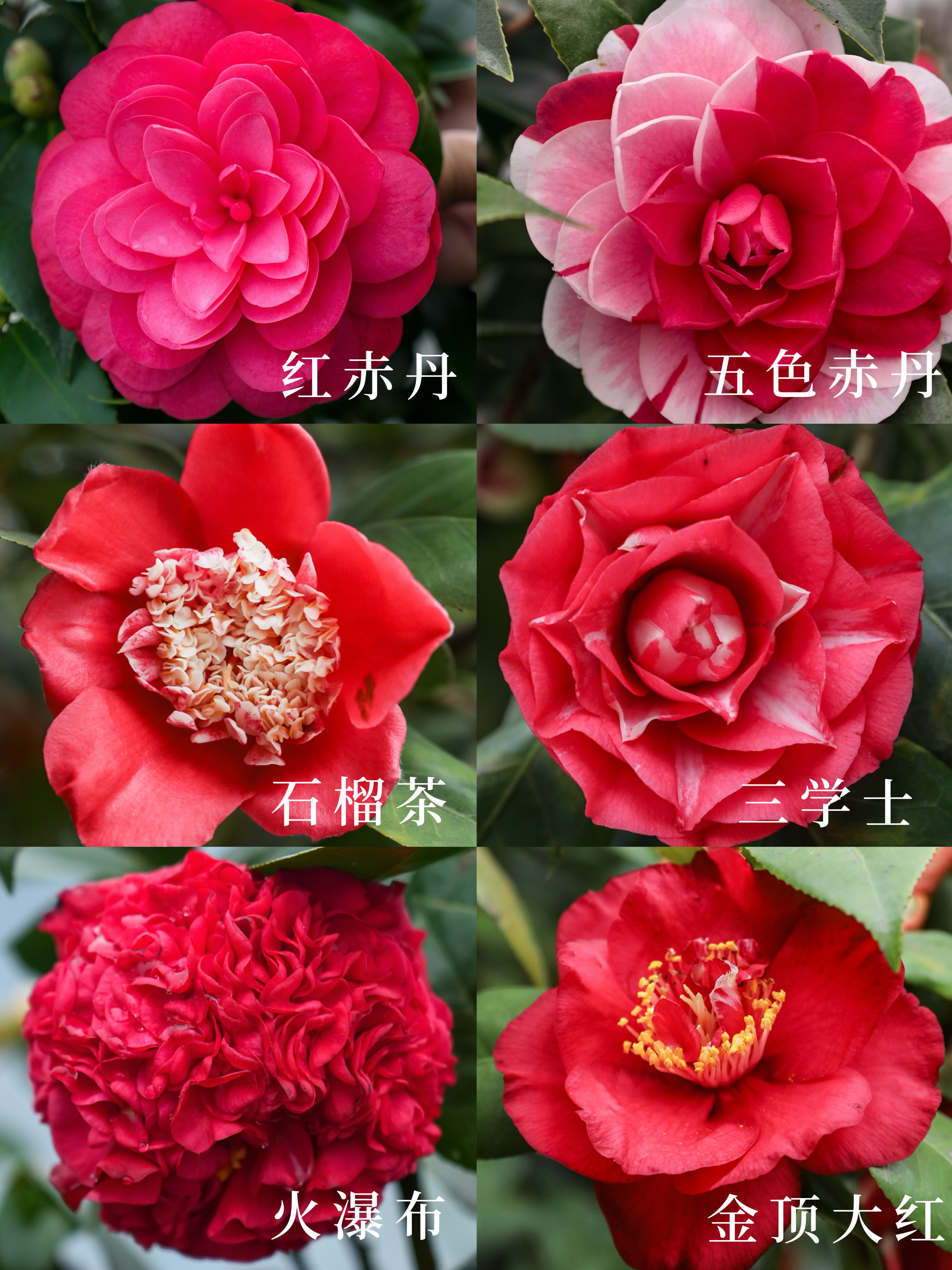 山茶花品种图鉴,37个品种美图纯享 无需羡慕月季,咱们山茶花有自己的