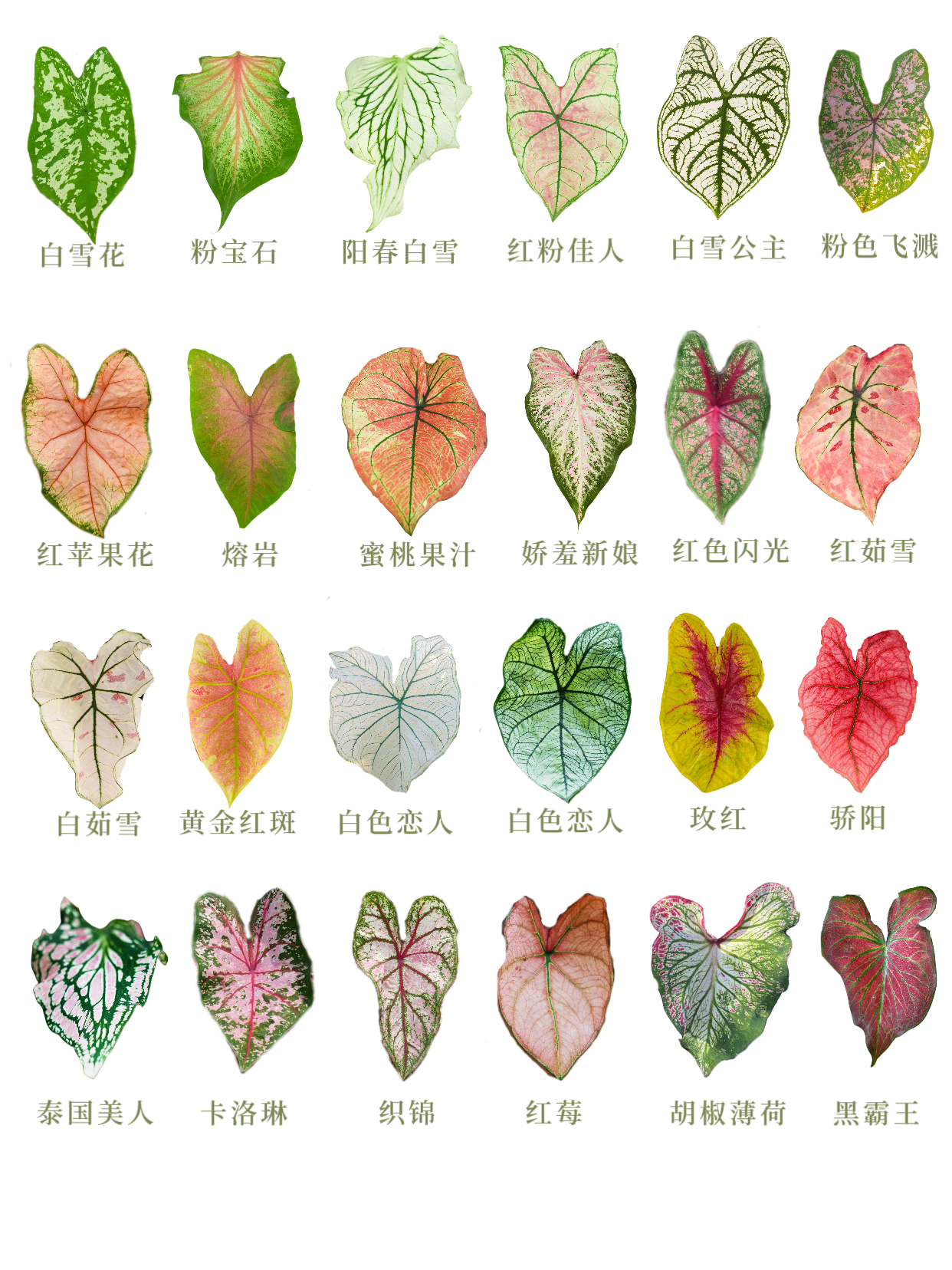 彩叶芋品种图鉴,种下多彩的夏天