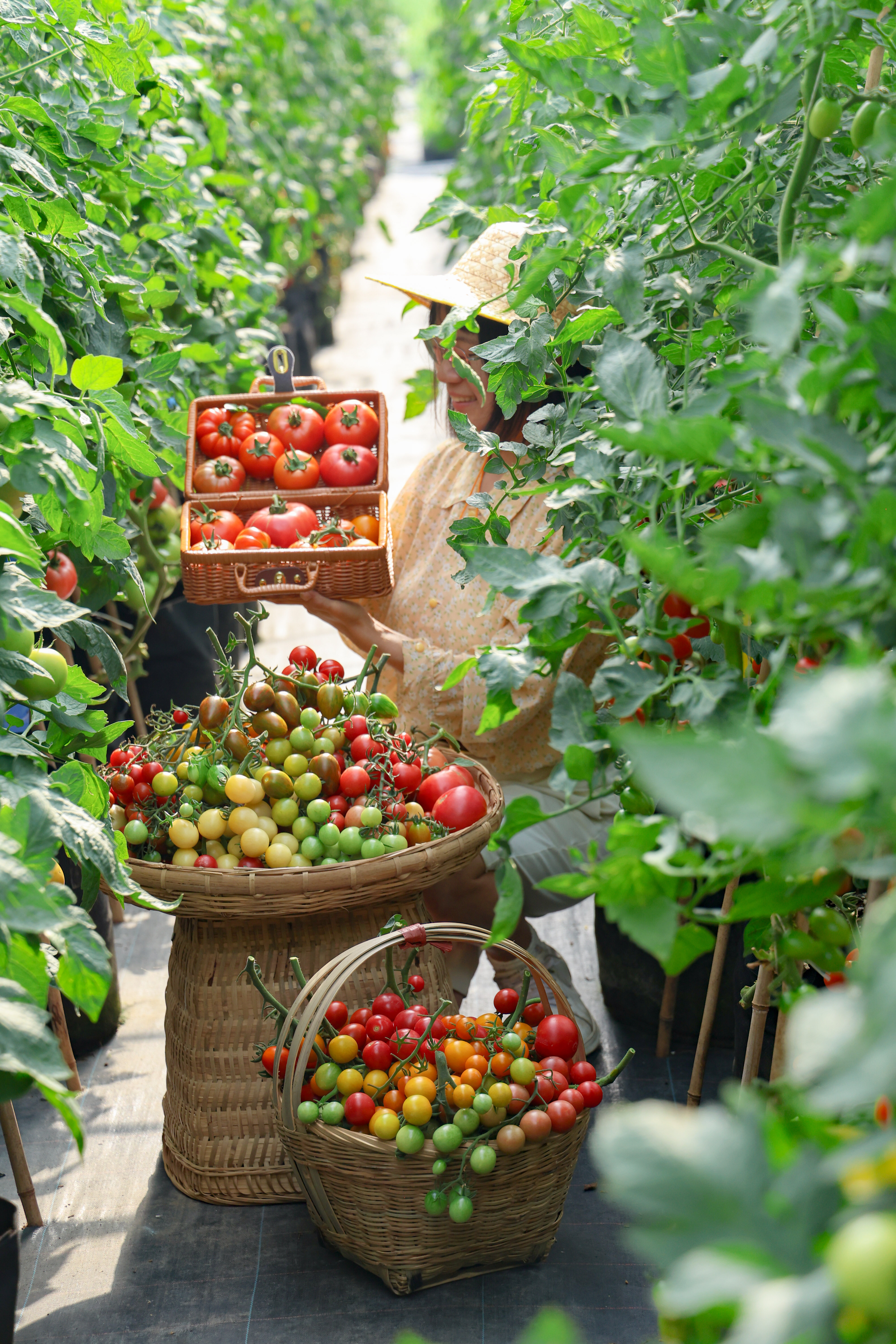 采摘番茄西红柿西红柿成熟番茄采收番茄采摘图片