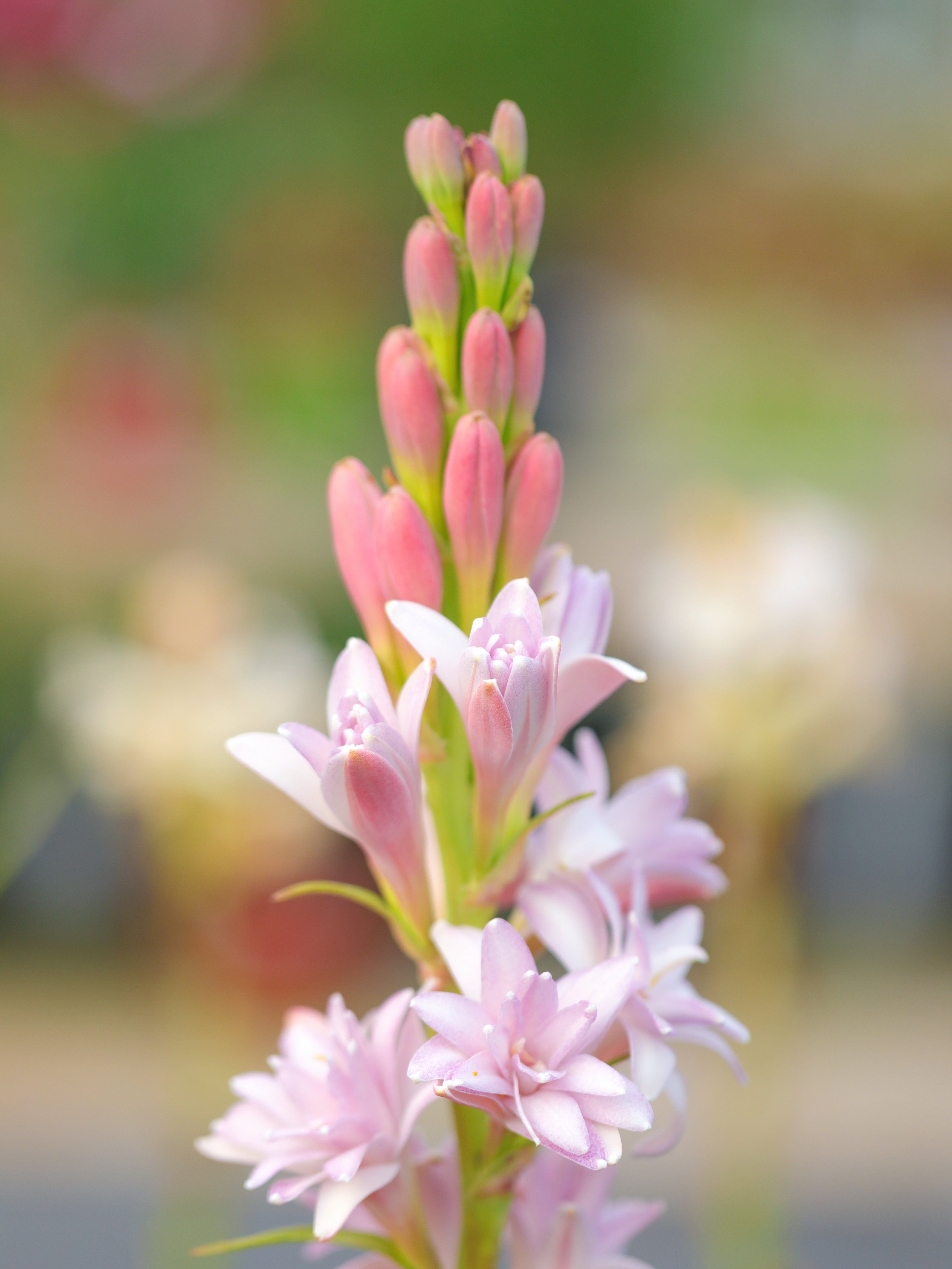 又一种香花正在夏日孕育,它叫晚香玉