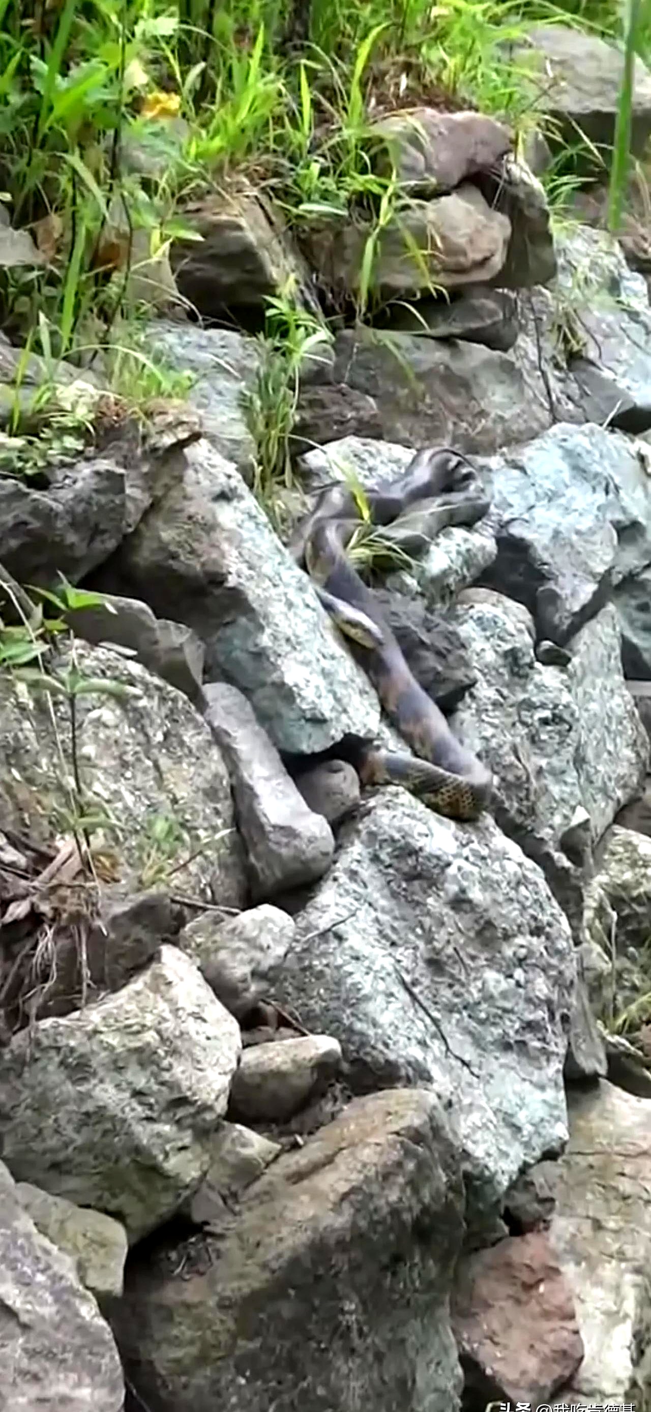 辛勤耕作时,意外发现了一个巨大的生物