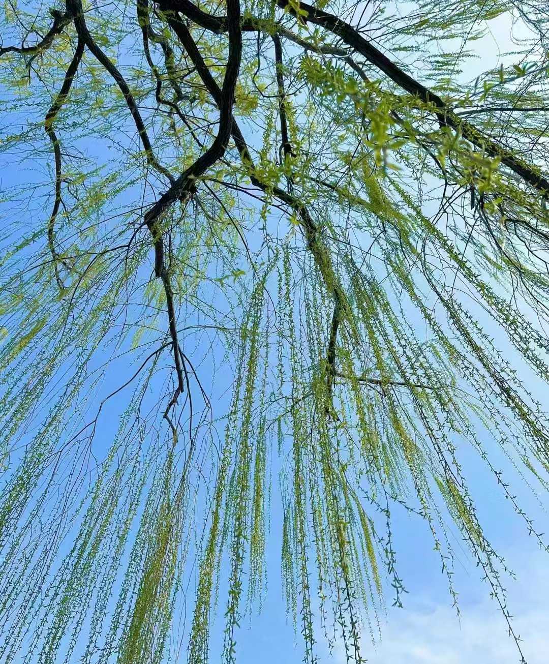 如翡翠般洗禾齑沽垩看禾焓鞣⒛垩看禾 柳树柳树发芽树发嫩芽柳树芽