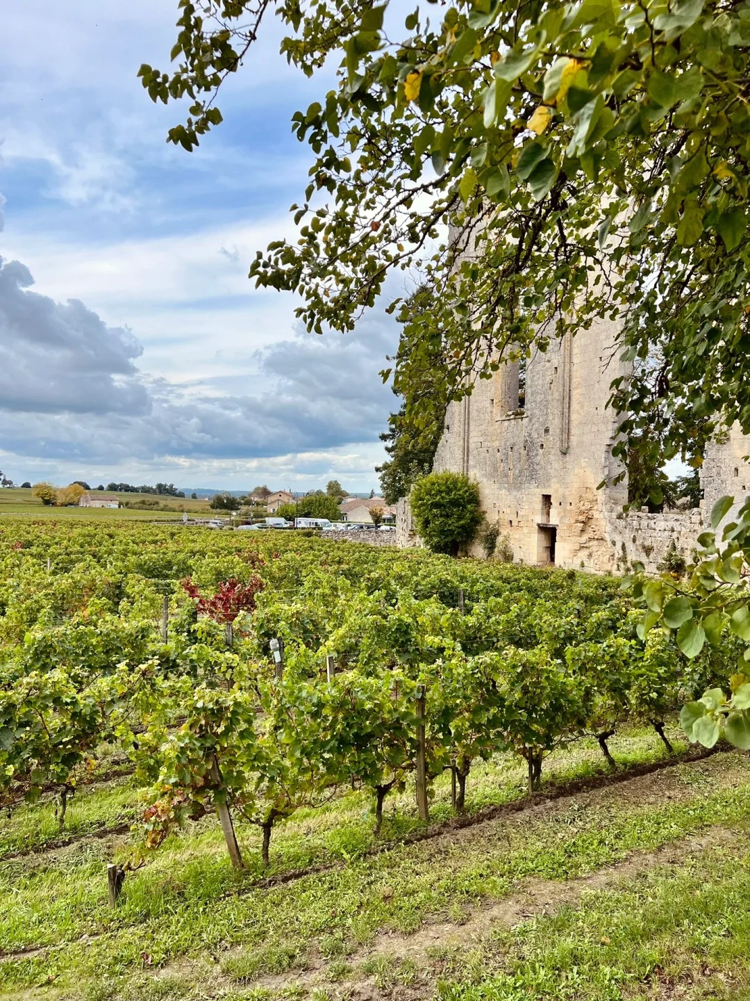这次我去了圣埃美隆酒庄,那体验简直绝了,现在就把攻略分享给大家