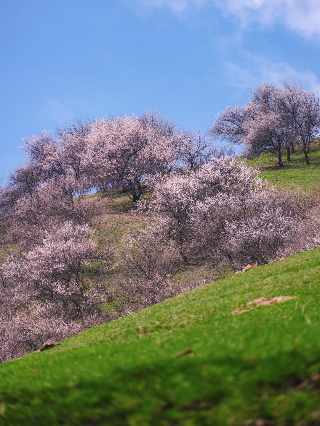 新疆伊犁吐尔根杏花沟旅行攻略