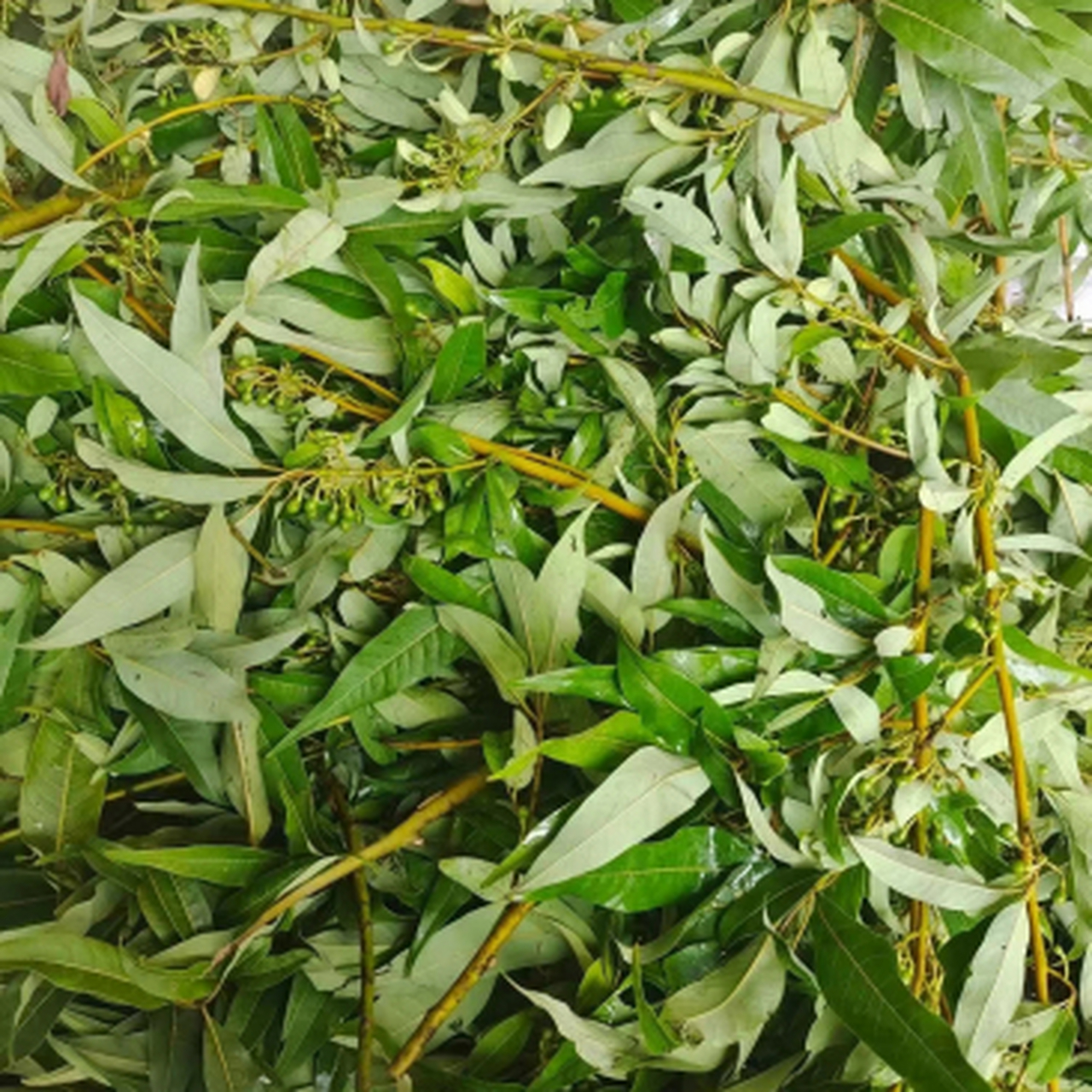 看她爷爷奶奶,路过村庄看到有个大妈在摘这个果子,像绿豆般大的果子