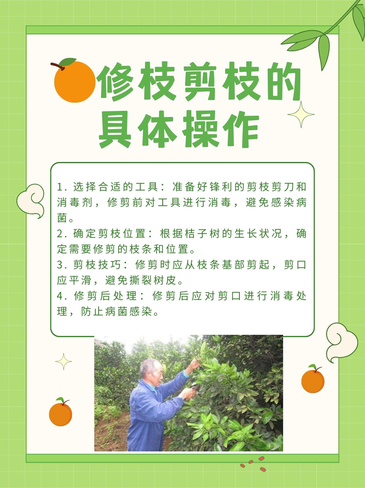 今天我们来聊聊种植桔子树的小技巧 桔子树什么时候修枝剪枝最好?