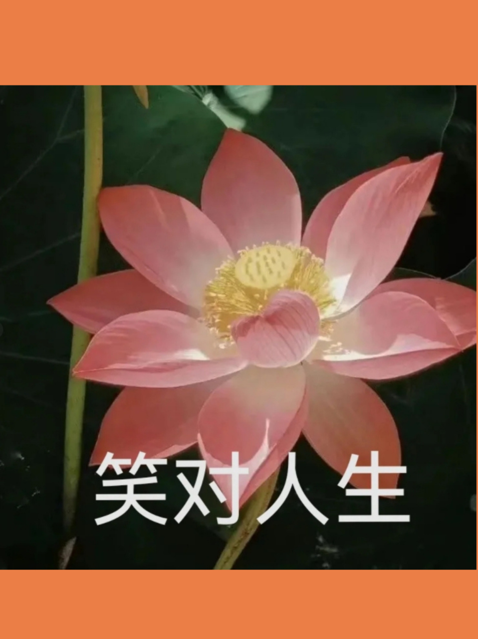 宝子们,我发现了超赞的适合中年男士的手绘动漫头像哦😎