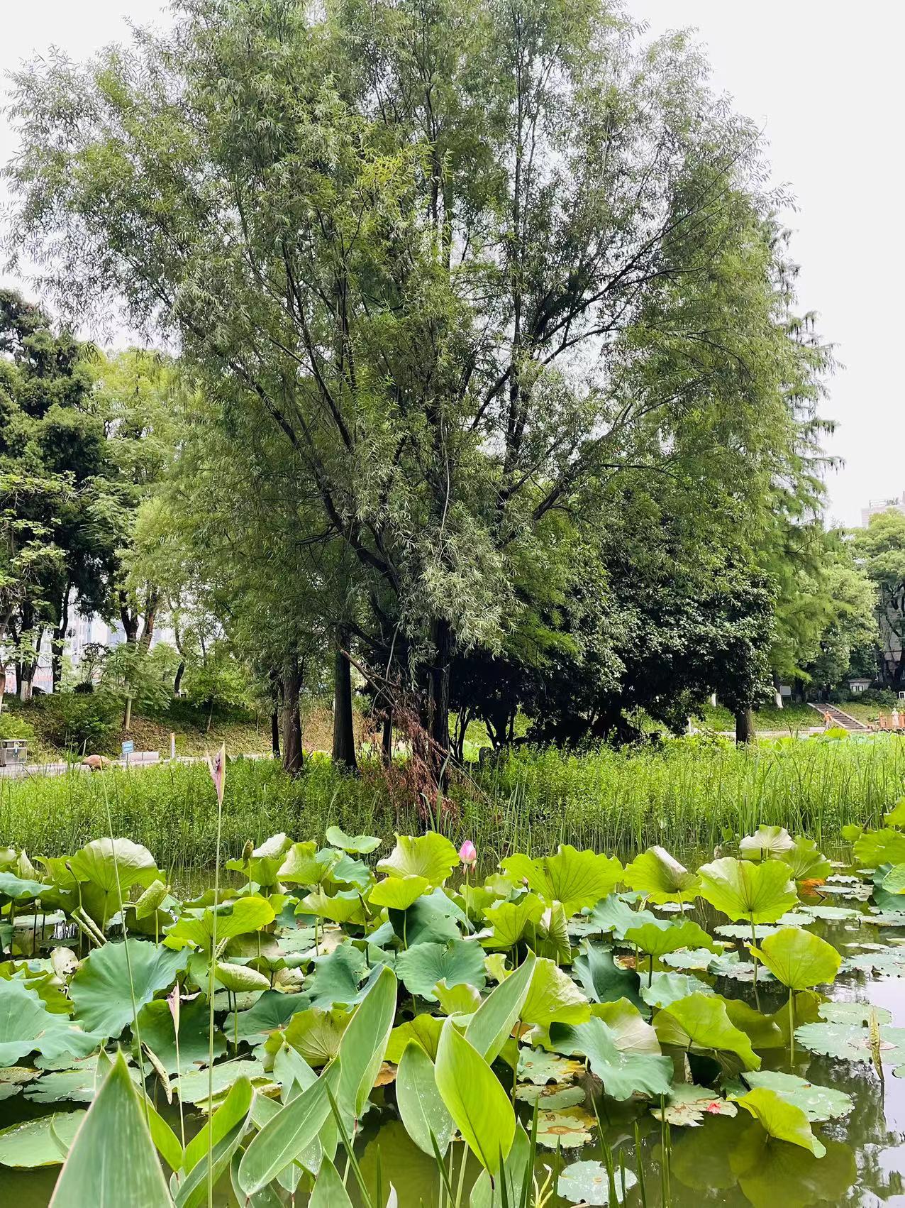 株洲神农公园  1.