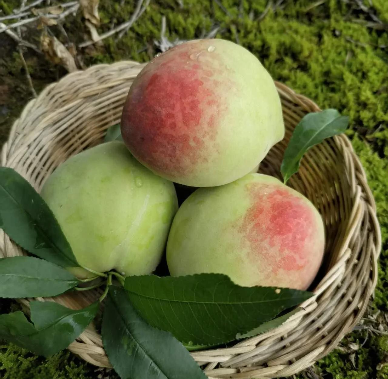 广东蕉岭鹰嘴桃打卡攻略,秋天甜蜜之旅 抓住秋日水果之旅,来广东蕉岭