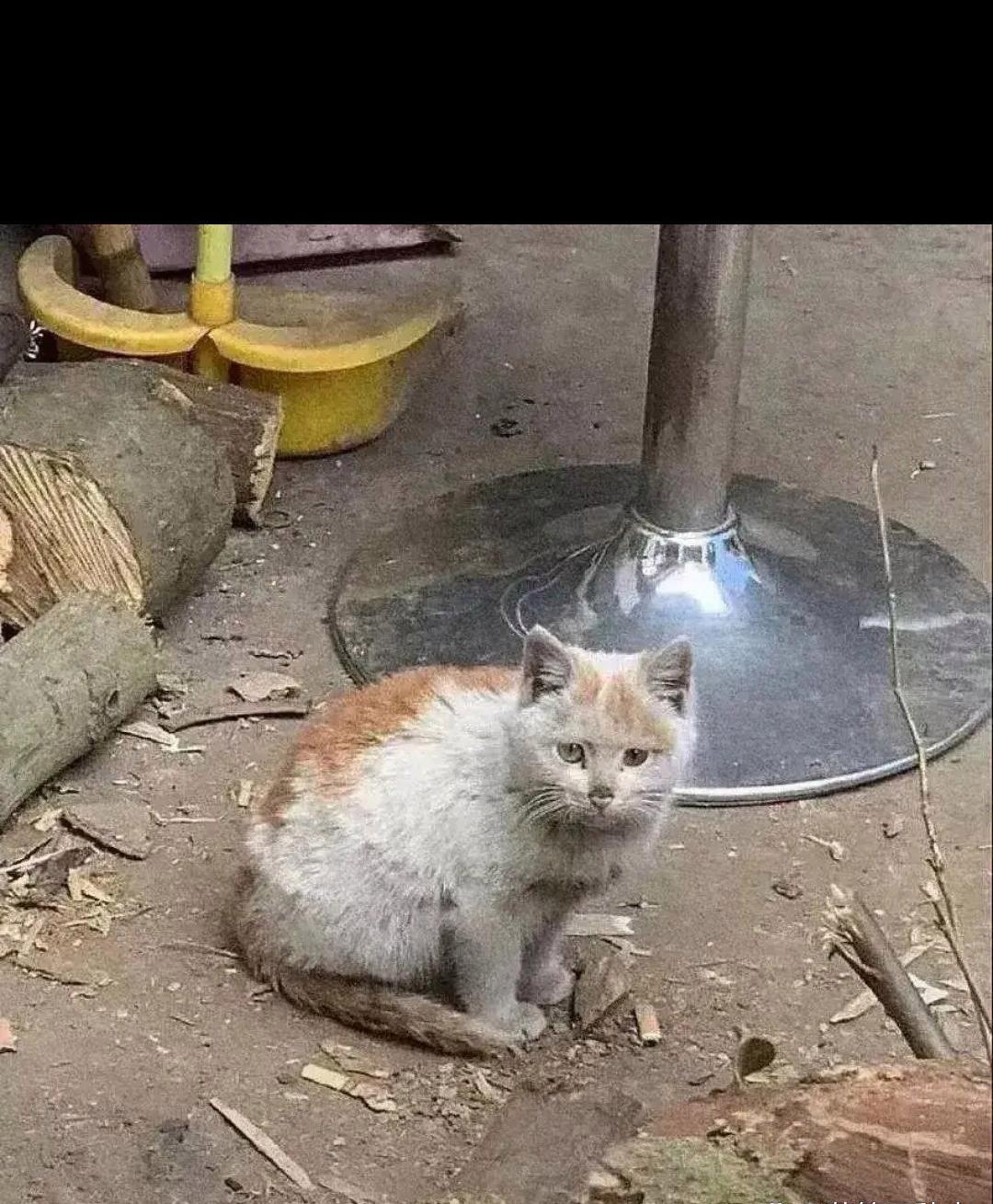 有个收废品的把它给收养了虽说比不上那些金贵的宠物猫顿顿吃好的