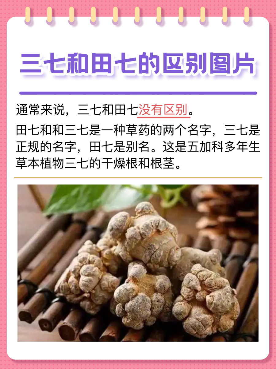 三七和田七的区别图片  在中药的世界里