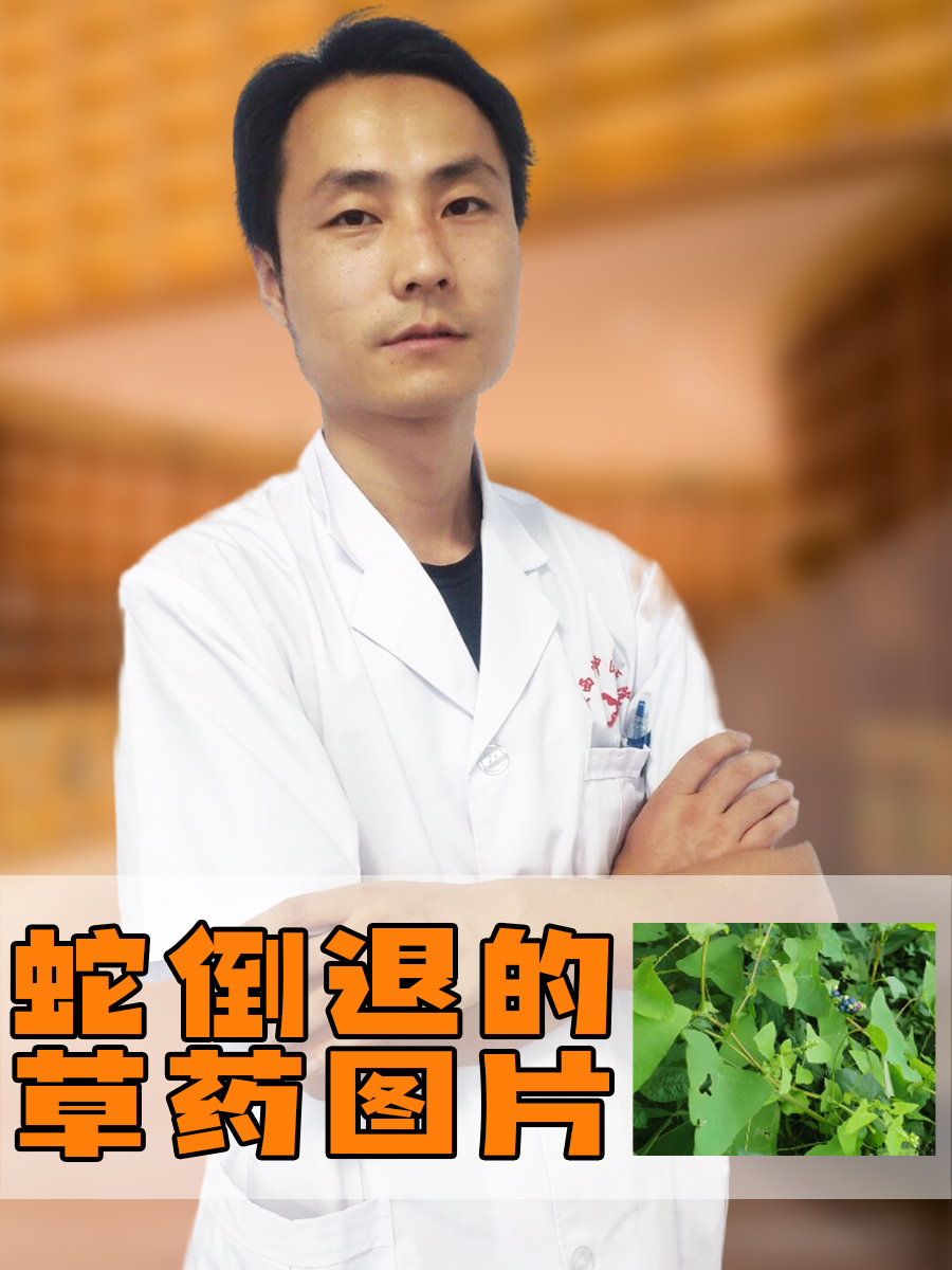 拦路虎草药的功效图片