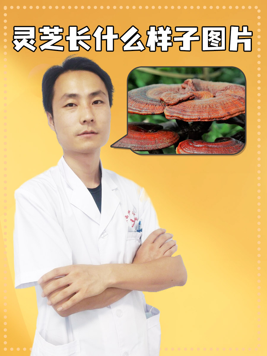 灵芝长什么样子图片  灵芝,别名灵芝草,赤芝等,为多孔菌科植物赤芝的