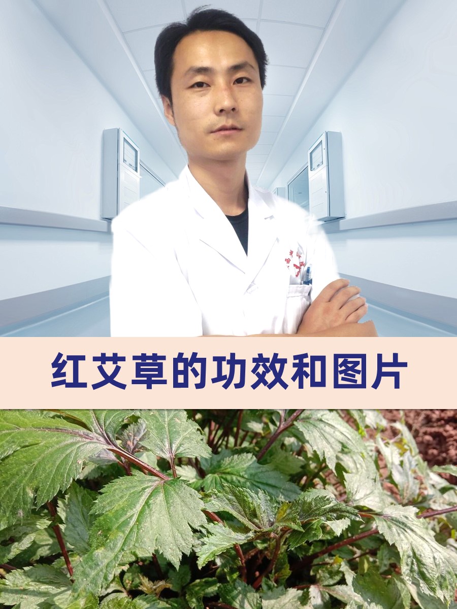 红陈艾的功效和图片图片