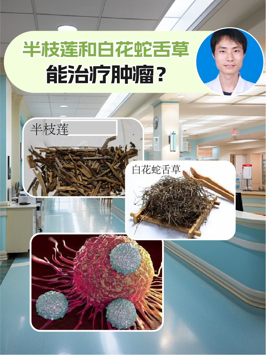 半枝莲与白花蛇舌草作为传统中药材,确实展现出了它们独特的辅助