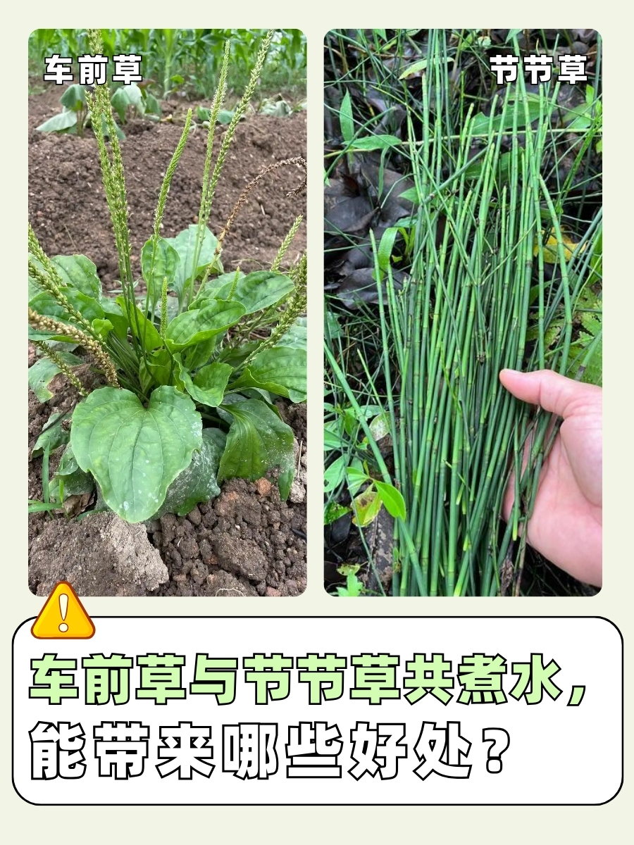 车前草与节节草共煮水,能带来哪些好处?