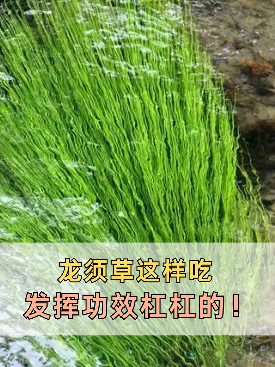 龙须草这样吃,发挥功效杠杠的!