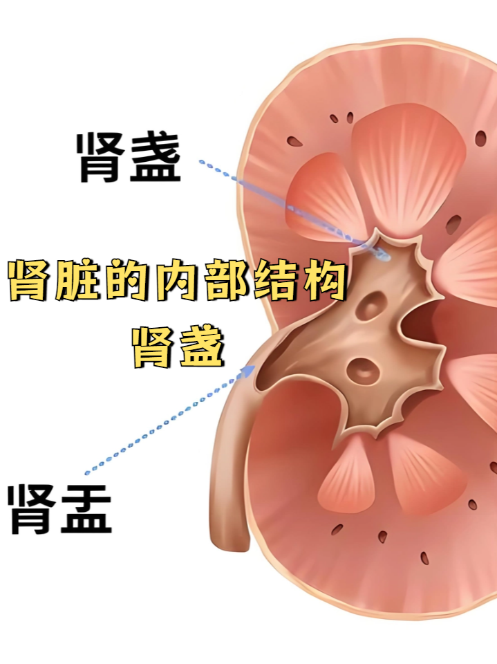 每个肾脏都包含多个肾盏,它们最终与肾盂相连,将尿液输送至输尿管