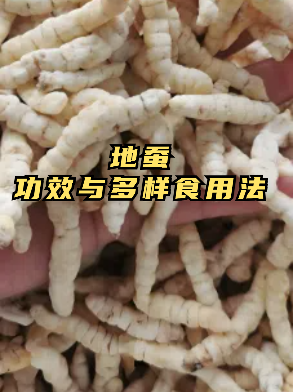 地蚕:功效与多样食用法 地蚕,以其独特的益肾润肺,清热解毒等功效备受