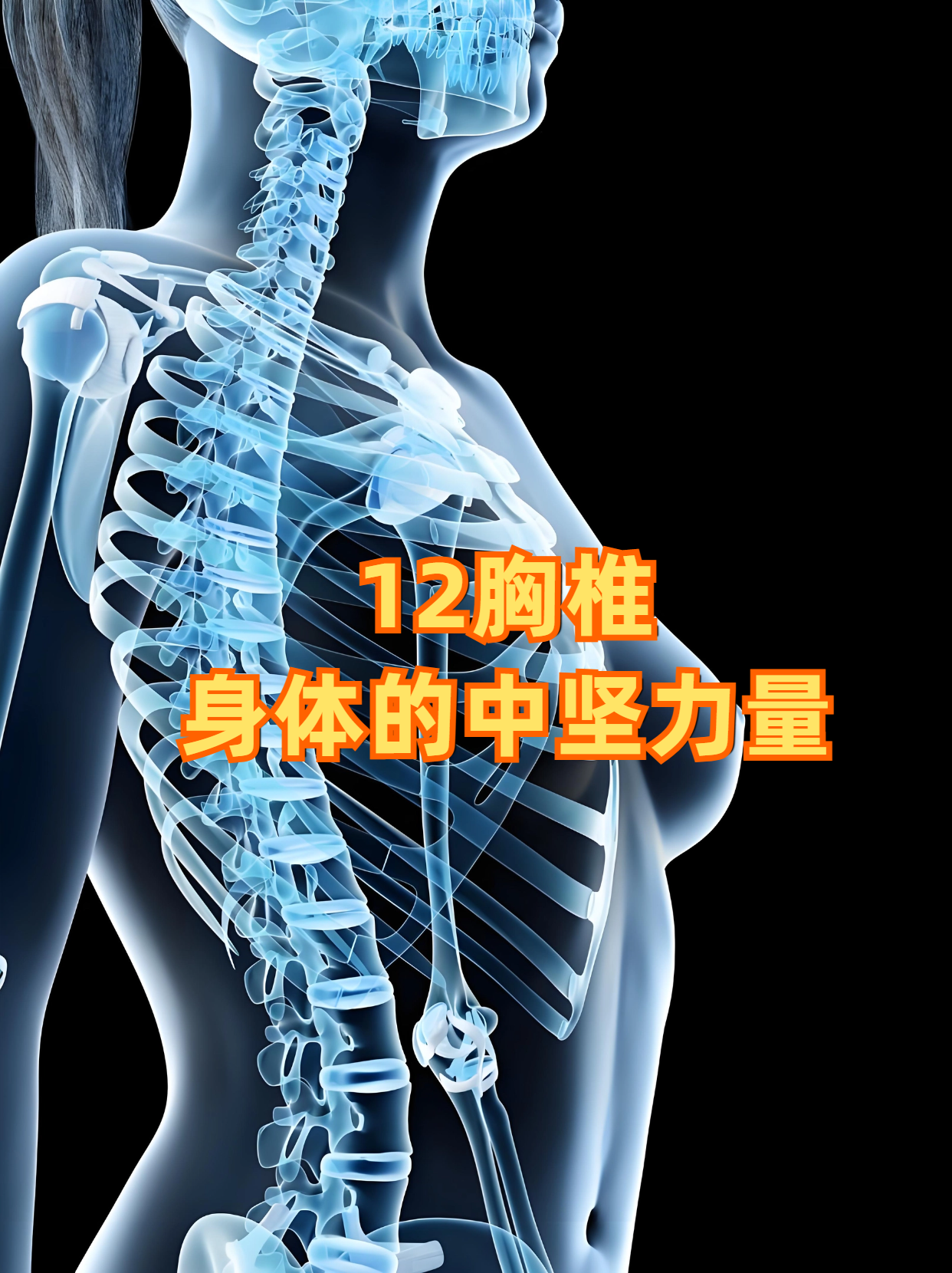 12胸椎:身体的中坚力量 12胸椎,即第十二胸椎,位于人体背部正中间